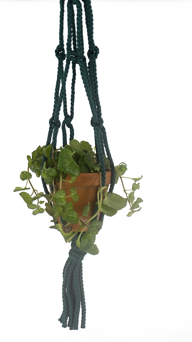 Macrame' Plant Hangers